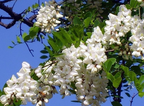 槐花酒