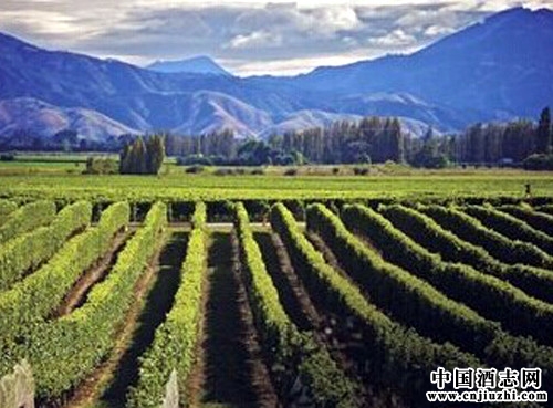 促經濟轉型升級葡萄產業文化長廊基本形成力