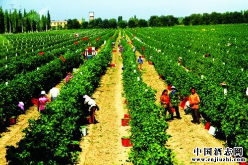 吐魯番地區(qū) 對葡萄酒產業(yè)已確定發(fā)展新思路