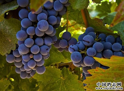 赤霞珠(Cabernet Sauvignon)