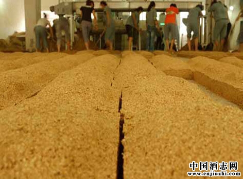 白酒釀造知識:制曲和制酒母原料基本要求