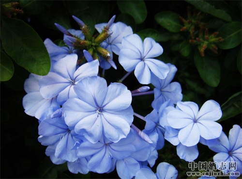 蘭花也能釀酒?蘭花酒釀造方法