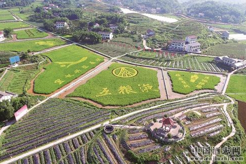 五糧液計劃發(fā)展20萬畝釀酒專用糧基地